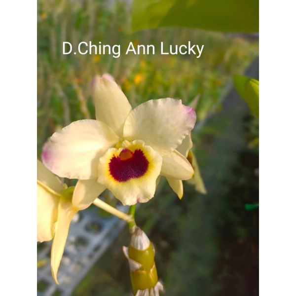 上賓蘭園 春石斛 D. Ching Ann Lucky售植株