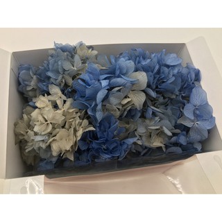 Truly 可刷卡 永生花 不凋花toka 東北花材大葉 雙色漸層 繡球花拆盒紫陽花 滿額另有折扣 蝦皮購物