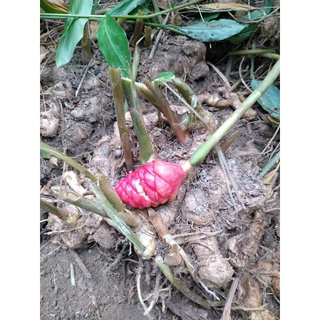 紅球薑塊根(已種滿3年, 效用最好)