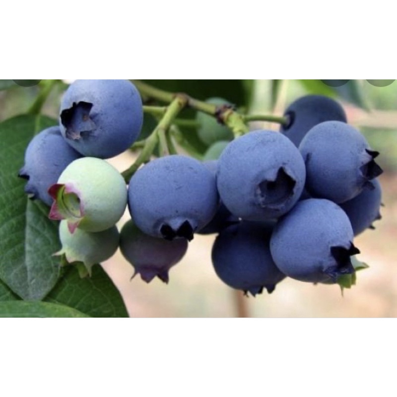 景宏園藝-水果盆栽/暖地小藍莓/6吋盆/現貨開花中/特惠價$400