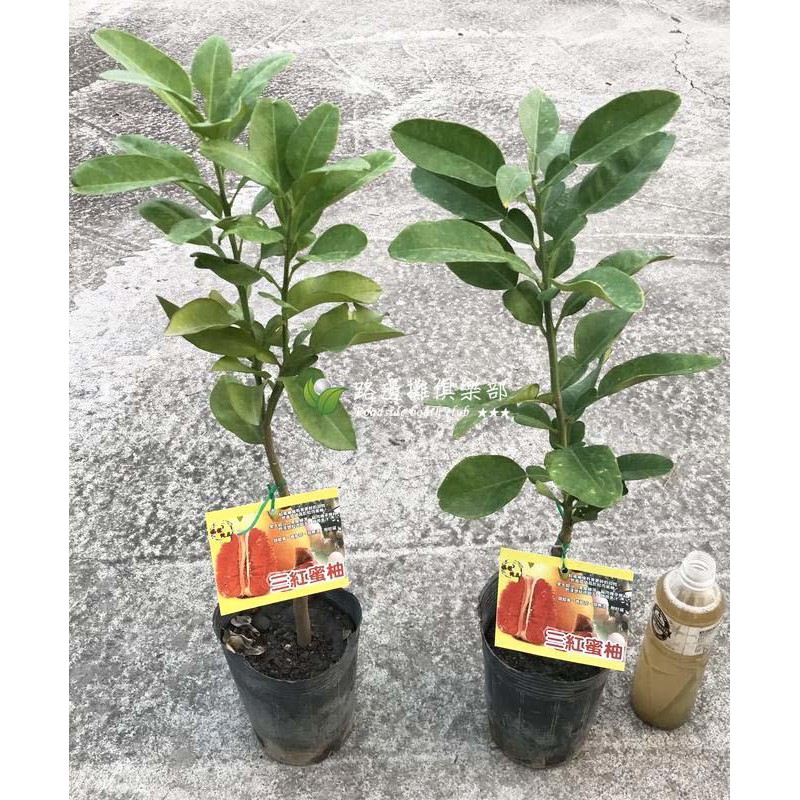 勿直接下標三紅蜜柚柚子苗樹苗紅柚紅蜜柚三紅柚文旦柚紅寶石蜜柚另有紅文旦紅鶴文旦麻豆路邊攤俱樂部