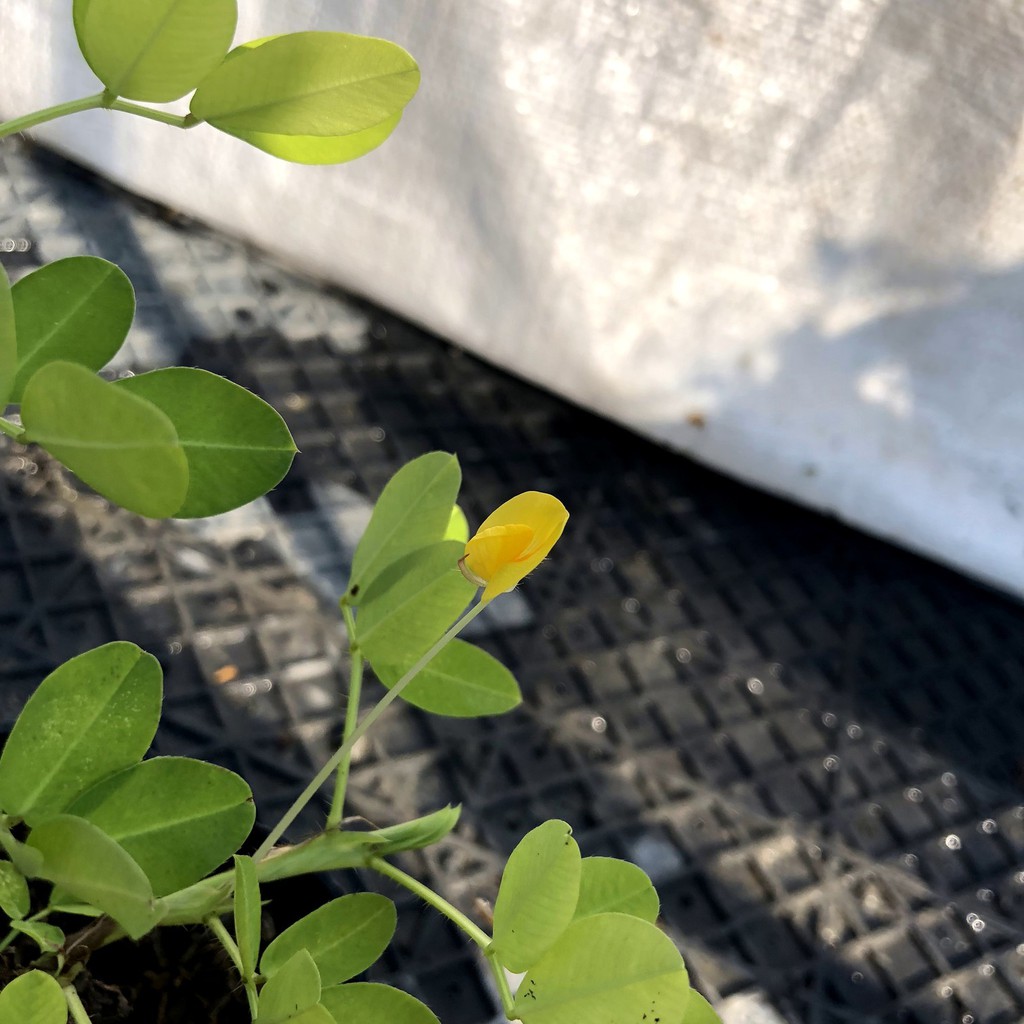 芮花坊 蔓花生 景觀 綠化 地被 全日照 蝦皮購物
