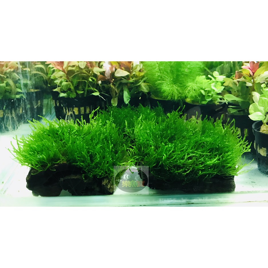 陰性水草 拍賣 評價與ptt熱推商品 21年5月 飛比價格