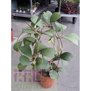 多肉植物* 心型毬蘭 7吋盆高25-40cm 療癒心之蔓葉片特別【花花世界玫瑰園】