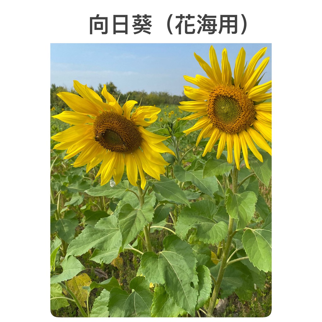 向陽花 優惠推薦 21年7月 蝦皮購物台灣