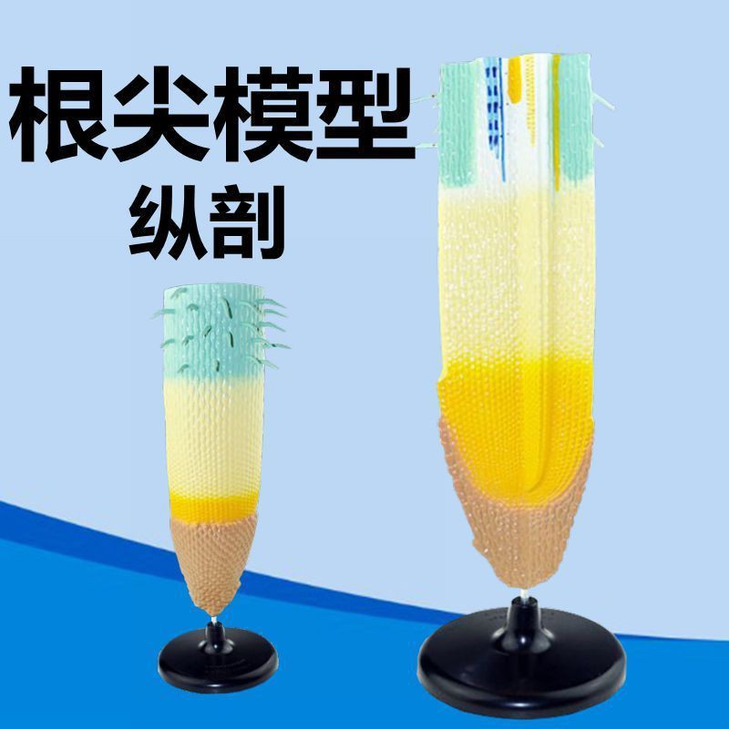 植物根尖模型根的結構植物葉子結構雙子葉單子葉植物細胞生物教學 現貨 蝦皮購物