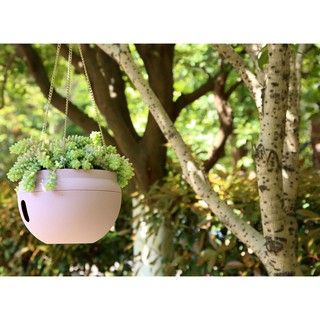 森林有塊田 山蘇盆栽 蕨類 野菜 蔬菜 無土栽培 天然防治 附肥料 室內植物 水耕植物 蝦皮購物