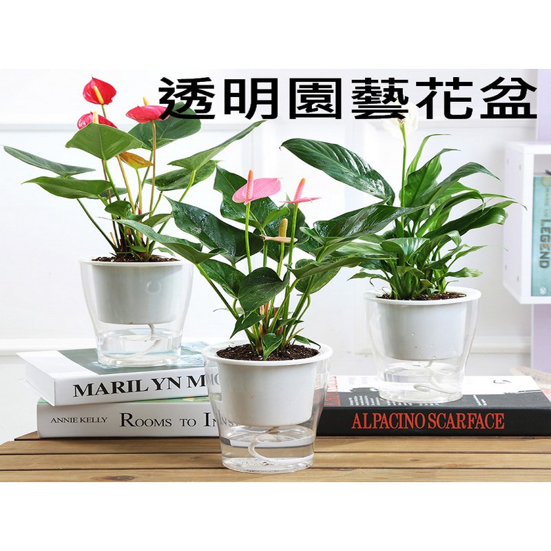 透明花盆塑膠透明盆栽水培盆栽自動澆水盆栽懶人盆栽壁掛式盆栽 蝦皮購物