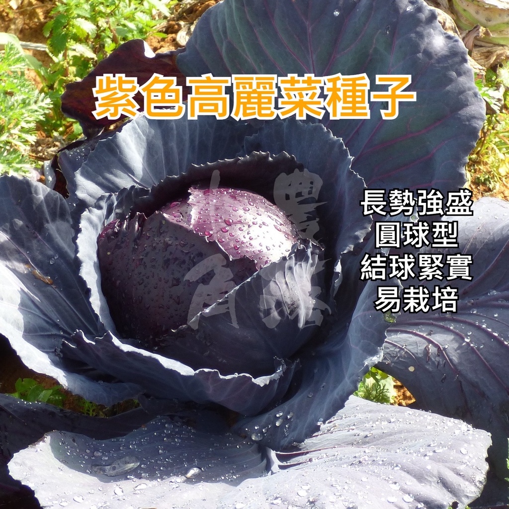 【現貨。不用再問】新美紫紅 高麗菜 種子 (一份約400粒，1.9公克) 紅色高麗菜 種子 紫色甘藍 芽菜 生菜
