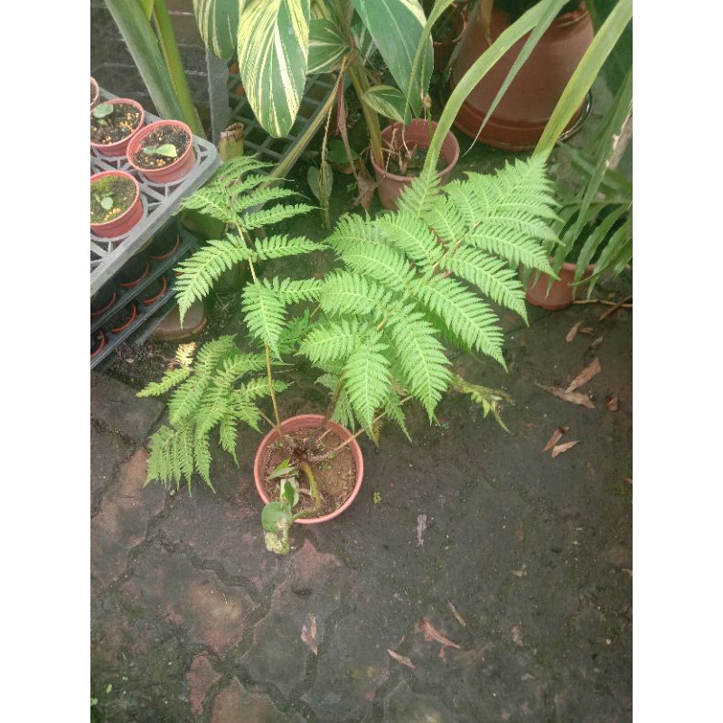 筆筒樹及蛇木柱都有販售 蝦皮購物