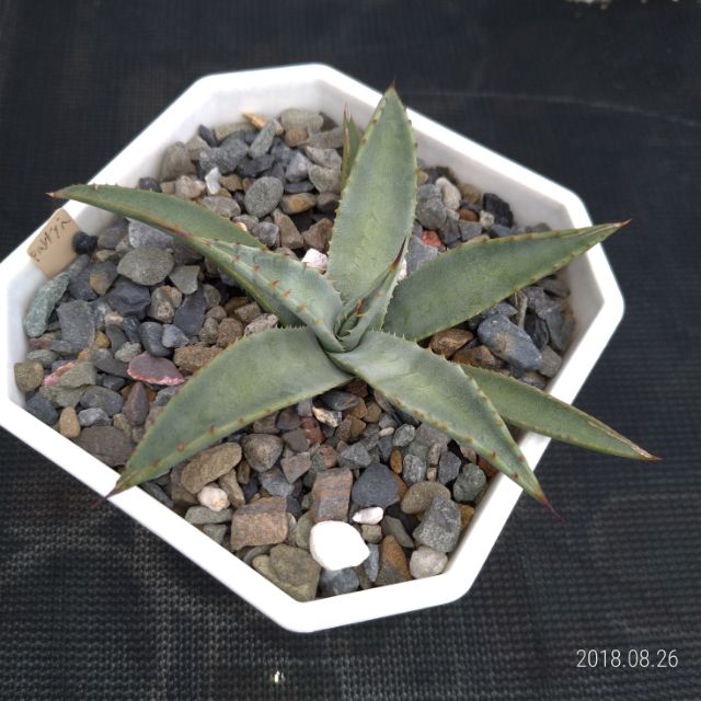Agave parryi 龍舌蘭 種子實生