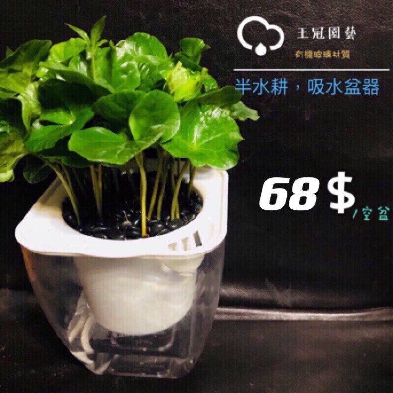 王冠園藝 懶人盆透明有機材質 自動吸水 半水耕附吸水棉繩吸水盆懶人盆栽 蝦皮購物
