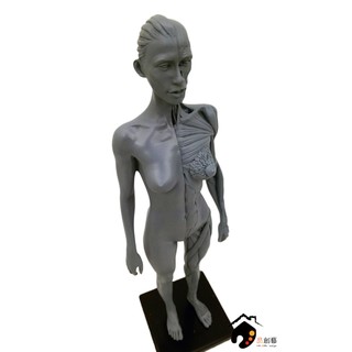 藝用人體解剖模型 女性全身素體 1:6 皮膚+肌肉組織(灰色)-附底座