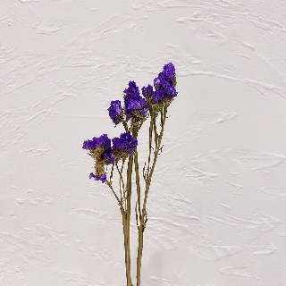 台灣現貨 乾燥花勿忘我星辰花攝影道具花束手作素材手作卡片花材聖誕節花藝設計居家佈置花冠活動會場 蝦皮購物