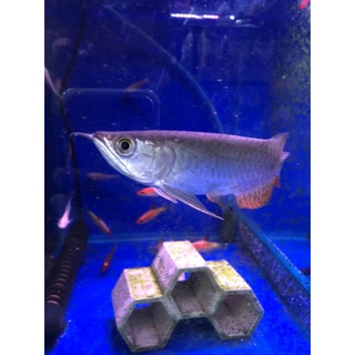 魚寶妹水族器材 水族飼料 烏龜飼料 烏龜器材 水族零配件兩棲爬蟲 線上商店 蝦皮購物