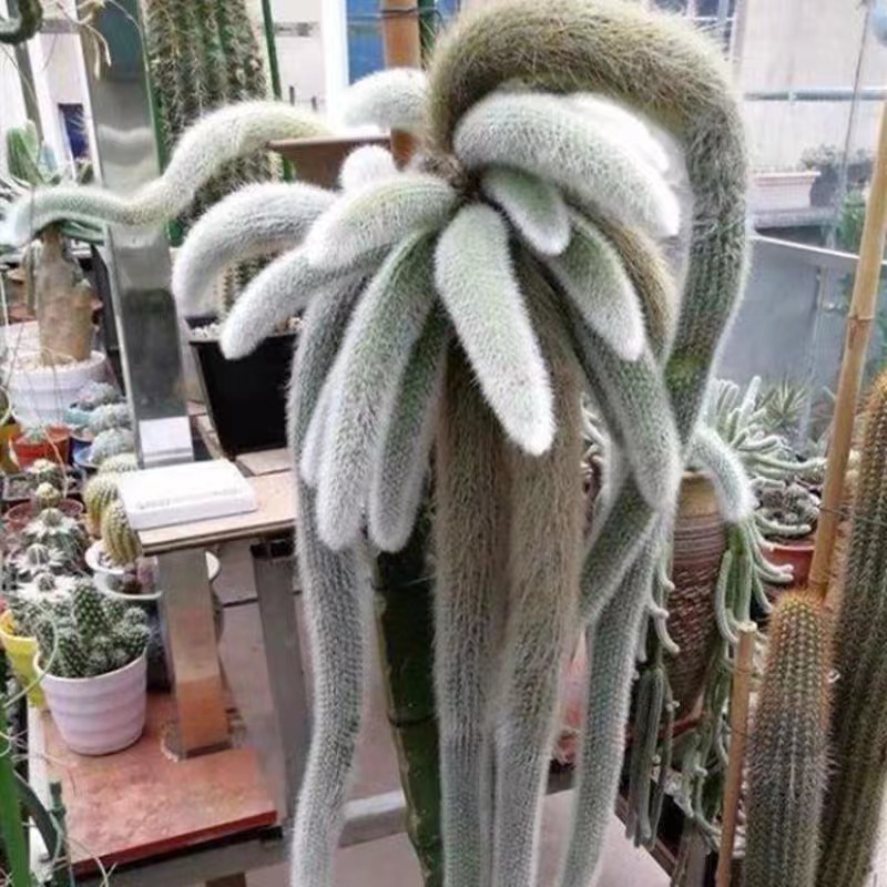 稀有品種狐貍尾巴種子猴尾柱軟毛猴尾巴仙人掌九尾狐多肉植物種子純正超仙人柱長毛 蝦皮購物