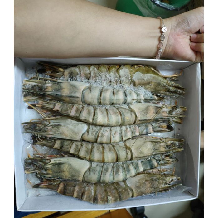 【極海鮮】消費滿$3000，送7-11冷凍店取免運_大海草蝦--肥豬蝦，超大支超滿足，送禮，年菜