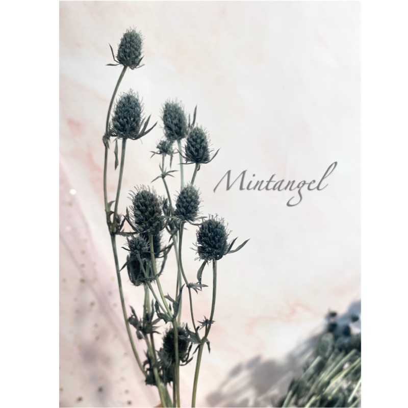 迷你小梓薊 深灰色薄荷天使mintangel不凋花乾燥花迷你梓薊深灰色新娘捧花胸花不凋花材情人節生日教師禮物