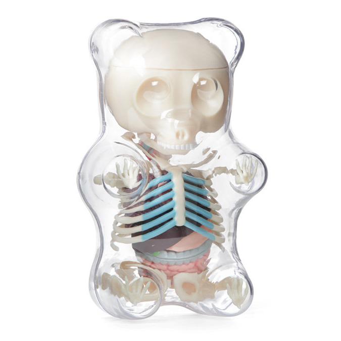 LD拉迪賽-透視小熊軟糖解剖玩具