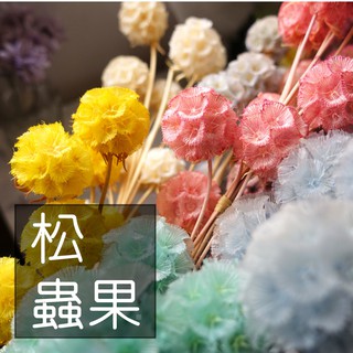 松蟲 優惠推薦 21年11月 蝦皮購物台灣