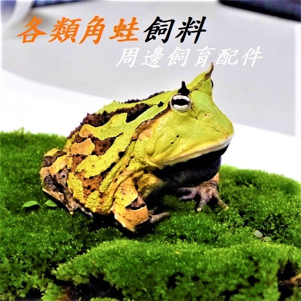 黃金角蛙翠綠角蛙咖啡角蛙血紅角蛙草莓角蛙宇治角蛙高黃皮卡薄荷角蛙萊姆黃金角蛙飼料 周邊配件