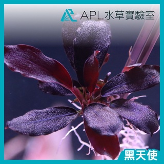 APL水草實驗室 - 黑天使 超級發色 辣椒榕 神秘草 水中葉