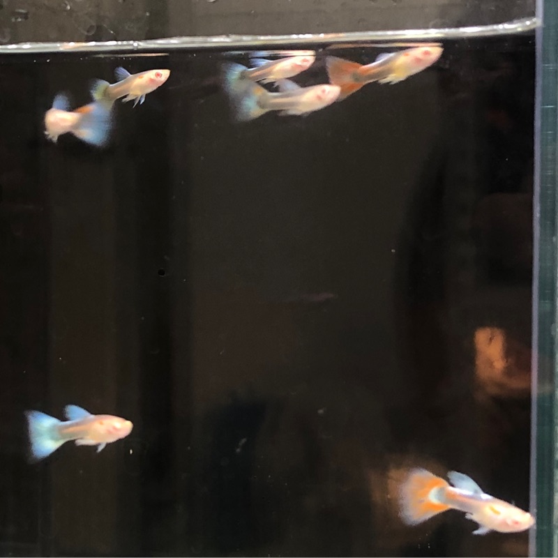 🐠孔雀魚～練功～藍出紅白子🐠🌈純種孔雀魚 小魚飼料 影片[大叔。小妹魚坊]