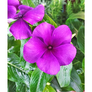 芙菈朵森林日日春長春花5吋盆5 6吋吊盆觀花植物開花植物 蝦皮購物