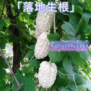 【落地生根】蘋果苦瓜種子 四季易種植 超高發芽率 可生吃 蔬菜種子當季蔬菜種子