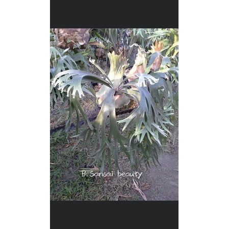 【小蔡的木作坊】P.Sansai Beauty ( 山賽美人）鹿角蕨 雨林植物 側芽 平價板賽爾索