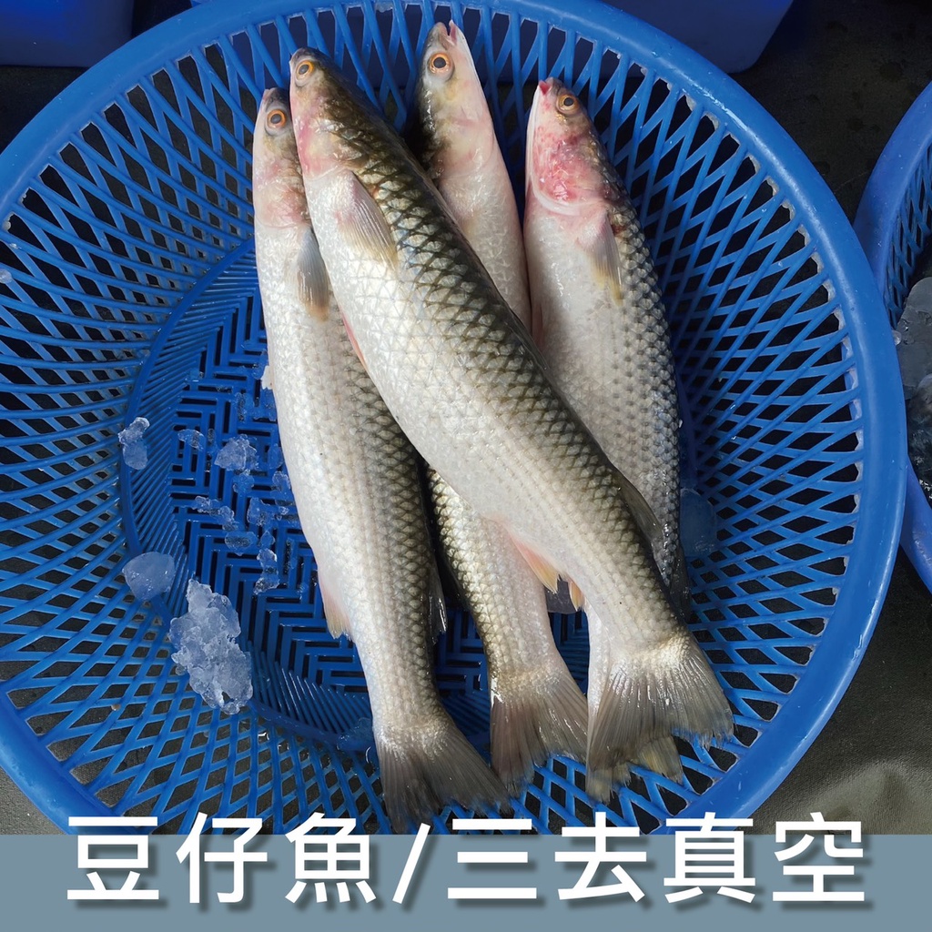 【阿珠媽海產】生鮮豆仔魚 三去 真空包裝 525克±10%/尾 海鮮 魚 2500免運