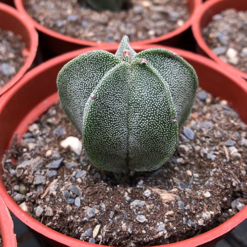沅鈺農場多肉植物五角鸞鳳玉 蝦皮購物