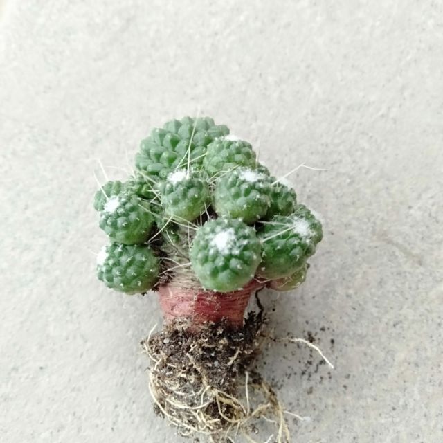 多肉植物仙人掌科子吹奇隆丸 群生超可愛 約1吋盆大小 軟刺有根 優惠價30元 蝦皮購物