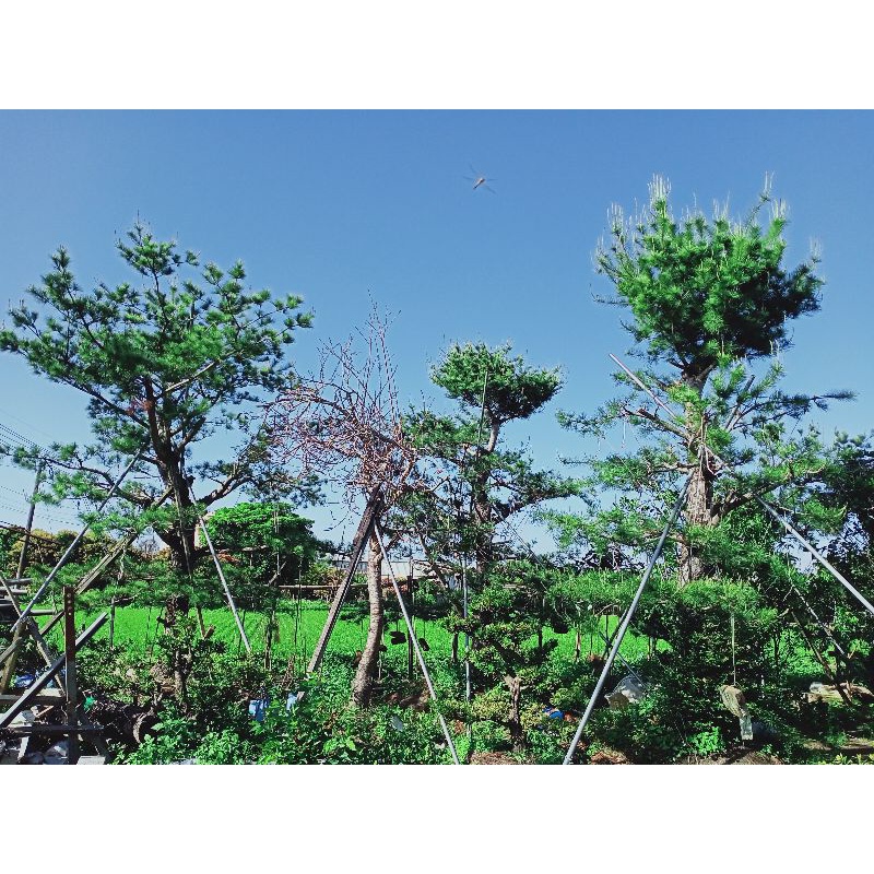 收據 30多年五葉松 常綠植物 植地 5m高 青松 壽松 庭園樹 松樹 園藝樹 五葉松