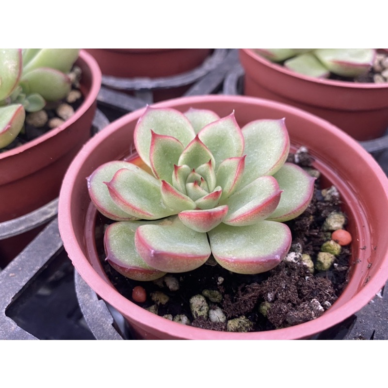 多肉好好買多肉植物 花獅子 蝦皮購物