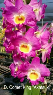 【上賓蘭園】石斛蘭 日本株 D. Comet King "Akatsuki" 賣植株