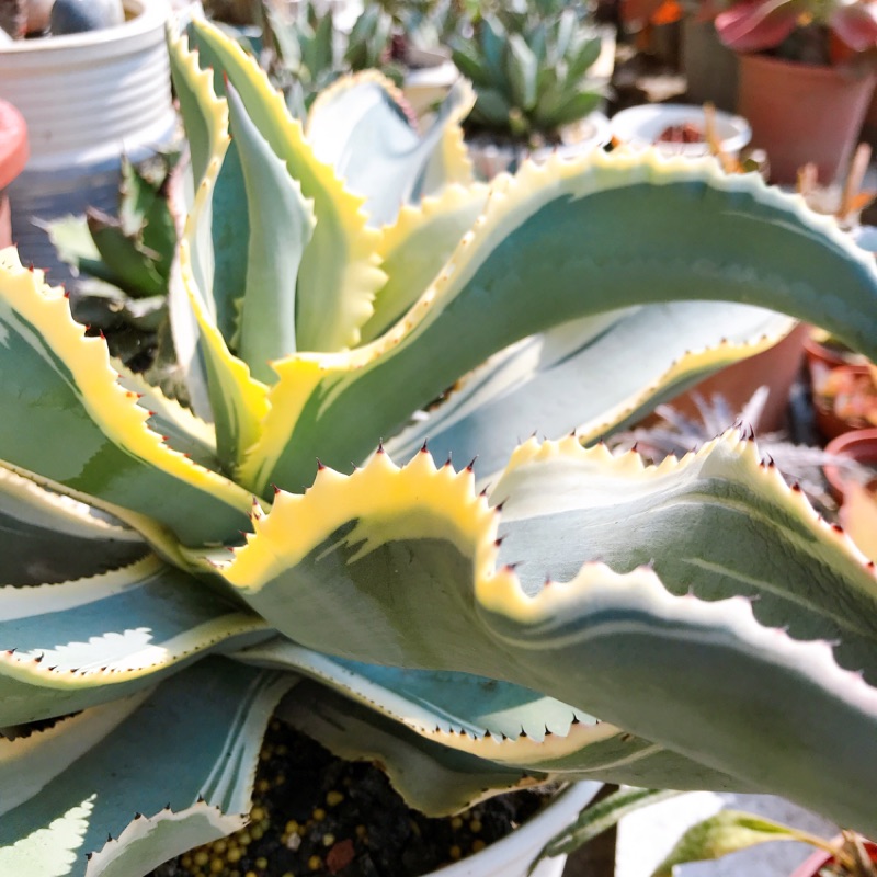 蠍座覆輪多肉植物龍舌蘭大側芽agave 蝦皮購物