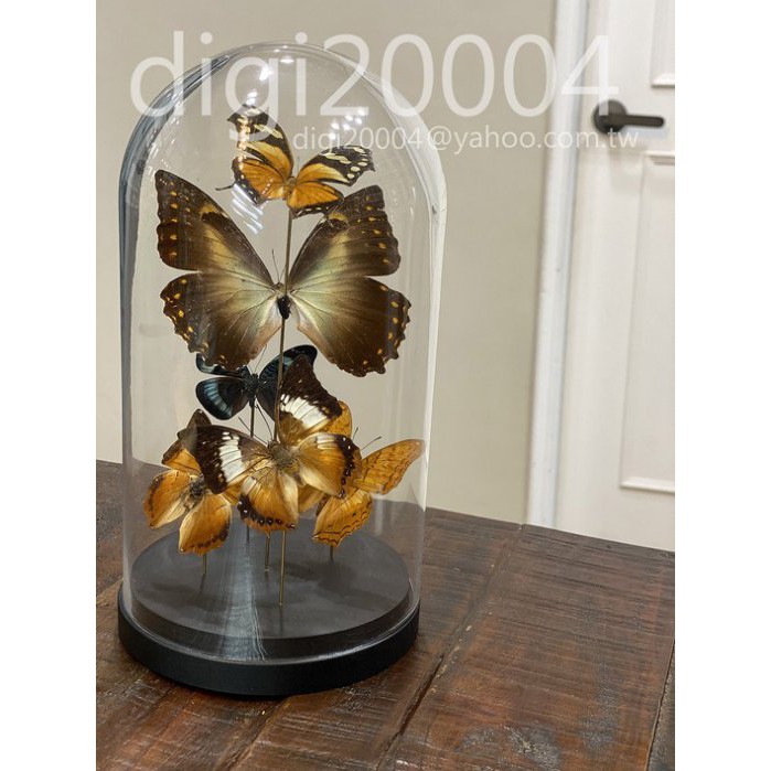 太陽蝶morpho Telemachus Foucheri 與各類蛺蝶標本玻璃罩 實木底座 蝴蝶 標本 蝦皮購物