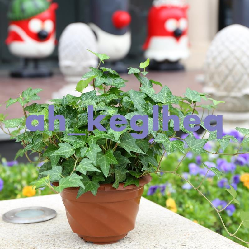 精選常春藤吊蘭盆栽綠植花葉長青藤吊蘭植物室內盆除甲醛千葉鉆石吊蘭星星の小鋪 蝦皮購物