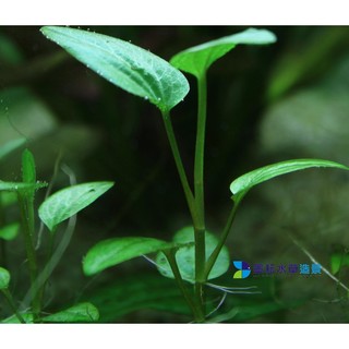 墨耘水草 泡泡龍 水上葉 10株 30元中景 蝦皮購物