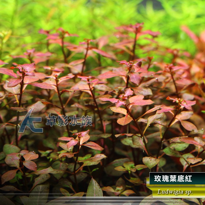 Ac草影 玫瑰葉底紅 六株 中景草紅色水草不需要二氧化碳也可栽培新手專用水中葉水草造景 蝦皮購物