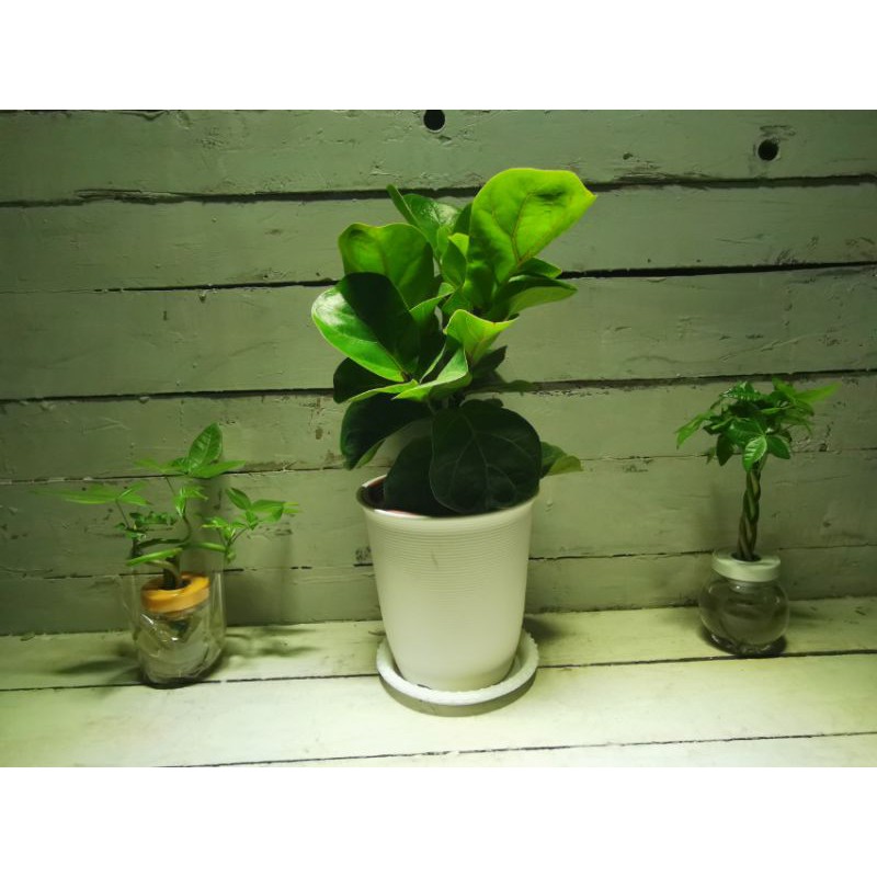 Samgreen 琴葉榕 6吋白高盆 水盤 室內盆栽 淨化室內空氣 蝦皮購物