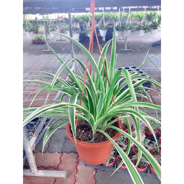 Jc小品園藝 吊蘭 折鶴蘭 蜘蛛草6寸盆 植栽 植物 園藝 花藝 室內盆栽 半日照植物 觀葉植物 綠化植物 淨化空氣 蝦皮購物