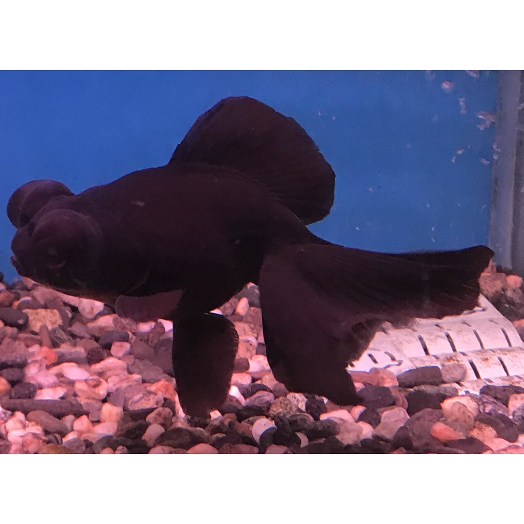 蝶尾金魚的價格推薦 21年6月 比價比個夠biggo