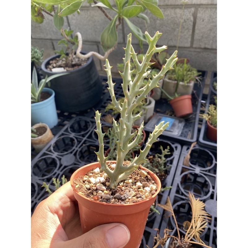 【Datou】【賣場滿99元才出貨】多肉植物-鹿角珊瑚