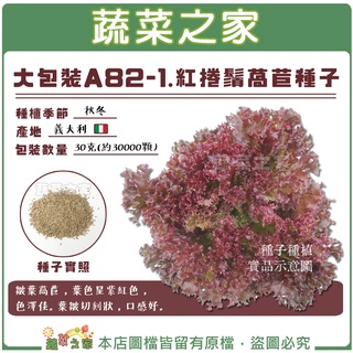 【蔬菜之家滿額免運】大包裝A82-1.紅捲鬚萵苣種子30克(約30000顆)//皺葉萵苣 生菜 紫紅色，色澤佳。葉皺切刻