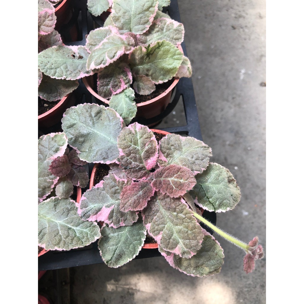 Kurumaya ヤロウ苗 栽培期間農薬不使用無化肥 ピンク 400円 長野県信濃町斑尾山のハーブ 大自然の恵み 赤