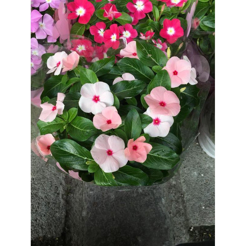 一禪種苗園 日日有花可賞 日日春 漸層粉花色 長春花 時鐘花 季節花卉 6吋盆 蝦皮購物