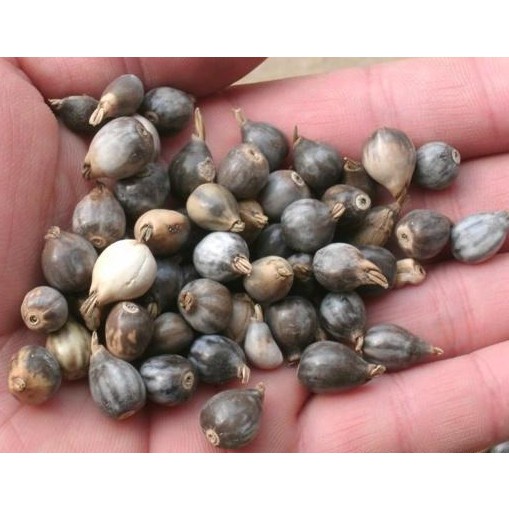 <五寶松鼠堅果雜貨鋪>帶殼薏仁*松鼠/鸚鵡/飛鼠/大赤鼯鼠/鴿子/倉鼠*