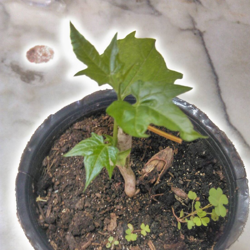 木鱉果苗越南品種 蝦皮購物